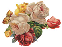 Rosen