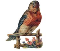 Vögel