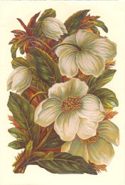 Bildkarte 5059 - Blumen