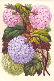 Bildkarte 5083 - Blumen