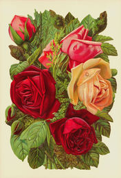 Bildkarte 5163 - Blumen