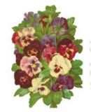 Bildkarte 5087 - Blumen