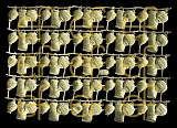 Dresdner Ornamente Lampions, 1-seitig gold (1172)
