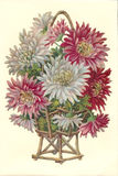 Bildkarte 5010 - Blumen