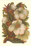 Bildkarte 5059 - Blumen