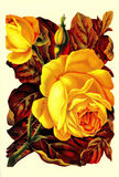Bildkarte 5072 - Blumen