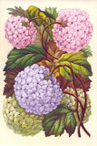 Bildkarte 5083 - Blumen