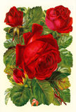 Bildkarte 5103 - Blumen