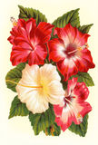 Bildkarte 5104 - Blumen