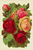 Bildkarte 5163 - Blumen
